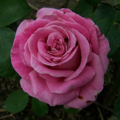 Rosa 'Louise Estes'