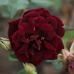 Rosa 'Louis XIV'