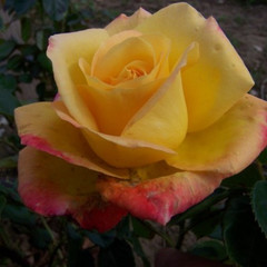 Rosa 'Love and Peace'