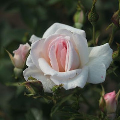 Rosa 'Lovely Day'