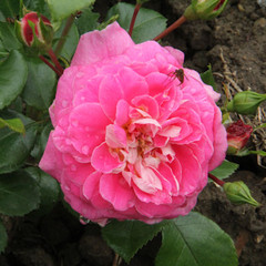 Rosa 'Lovely Pink'