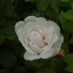 Rosa 'Madame Alfred Carriere'