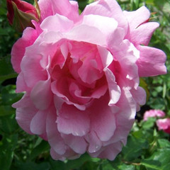 Rosa 'Madame Gregoire Staechelin'