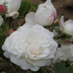 Rosa 'Madame Plantier'
