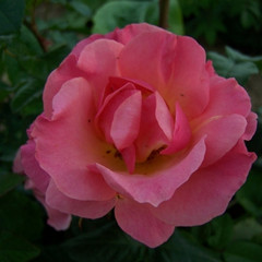 Rosa 'Middlesex County'
