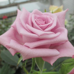 Rosa 'Olivia Rose'