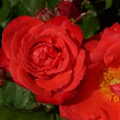 Rosa 'Orange Sensation'