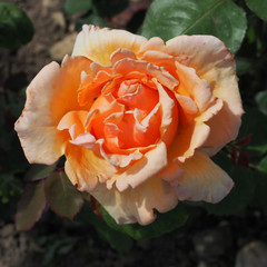 Rosa 'Over the Moon'