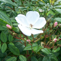 Rosa 'Pleine de Grace'