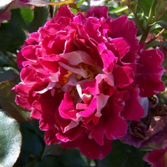 Rosa 'Red 4'