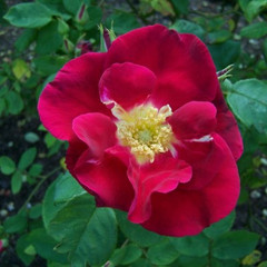 Rosa 'Red Coat'