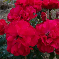 Rosa 'Red Finesse'