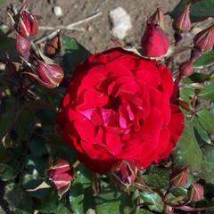 Rosa 'Red Splendour'
