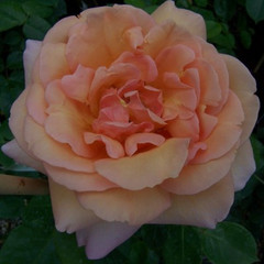 Rosa 'Schoolgirl'