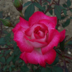 Rosa 'Sweet Caroline'