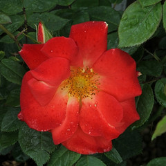 Rosa 'Tangerine Tango'