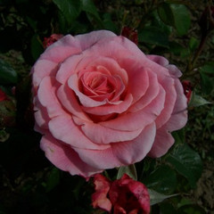 Rosa 'Tickled Pink'