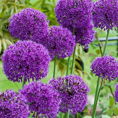 Allium x hollandicum 'Purple Sensation'