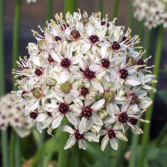 Allium 'Silverspring'