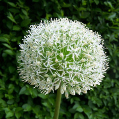Allium 'White Giant'