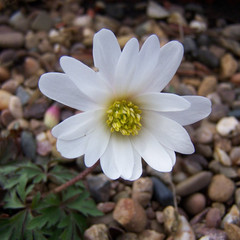 Anemone blanda 'White Splendour'