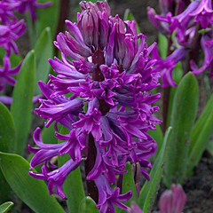 Hyacinthus 'Purple Sensation'