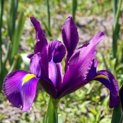 Iris 'Purple Sensation'