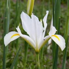 Iris 'White van Vliet'