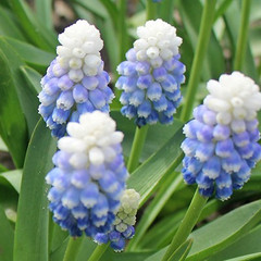 Muscari armeniacum 'Mountain Lady'