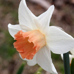 Narcissus 'Accent'