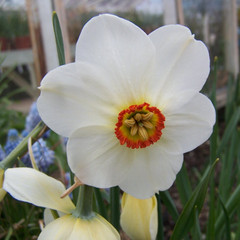 Narcissus 'Actaea