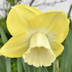 Narcissus 'Avalon'