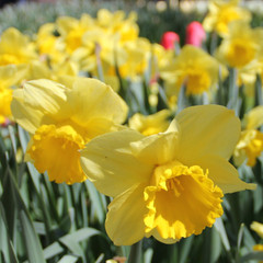 Narcissus 'Carlton'