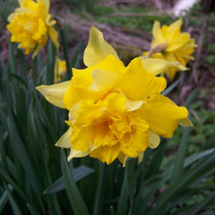 Narcissus 'Dick Wilden'