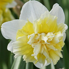 Narcissus 'Ice King'