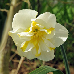 Narcissus 'Lemon Beauty'