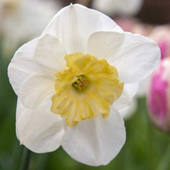 Narcissus 'Papillion Blanc'