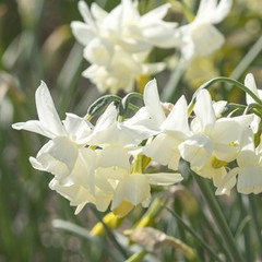 Narcissus Starlight Sensation