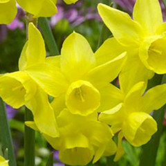 Narcissus 'Sunlight Sensation'