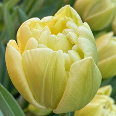 Tulipa 'Avant Garde'