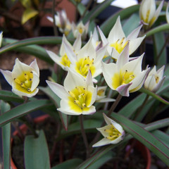 Tulipa biflora