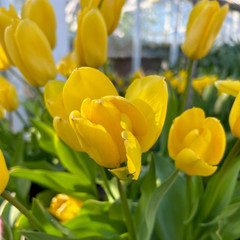 Tulipa 'Candela'