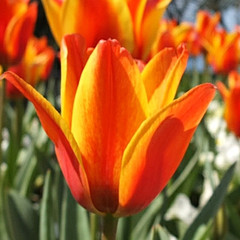 Tulipa 'Cape Cod'