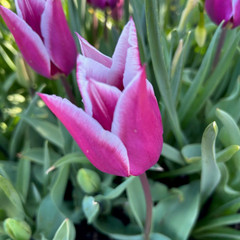 Tulipa 'Claudia'