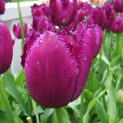 Tulipa 'Curly Sue'