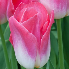 Tulipa 'Dynasty'