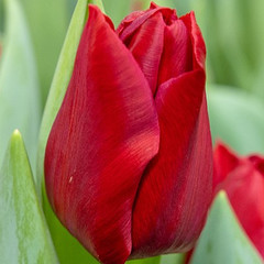 Tulipa 'Dynamo'