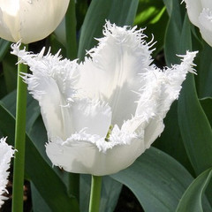 Tulipa 'Honeymoon'