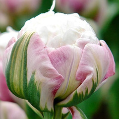 Tulipa 'Ice Cream'