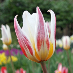 Tulipa 'Ice Stick'